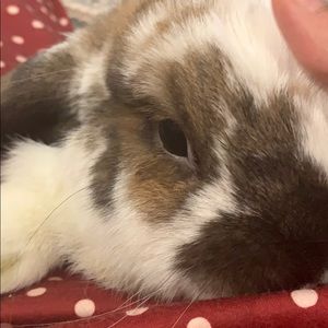 Meet your Posher, Maya